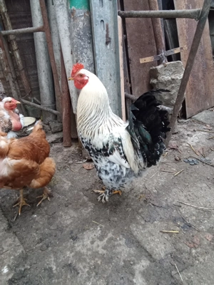 Cocos brahma de anul acesta  - imagine 4