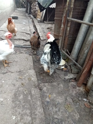 Cocos brahma de anul acesta  - imagine 3