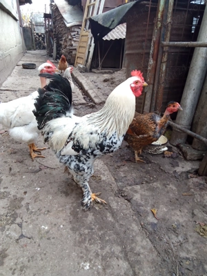 Cocos brahma de anul acesta  - imagine 5