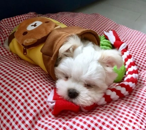 bichon maltez alb  - imagine 2