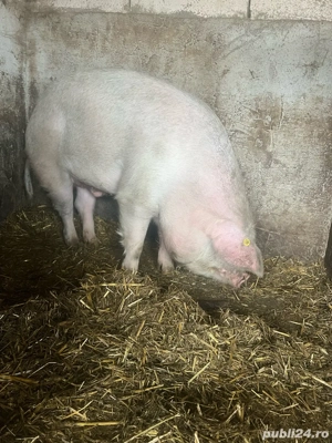 porc de vanzare 