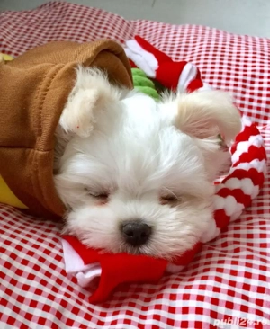 bichon maltez alb  - imagine 4