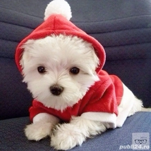 bichon maltez alb  - imagine 3
