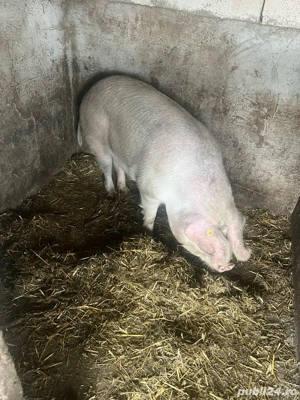 porc de vanzare  - imagine 2