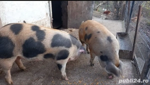 vand porci 100-130kg