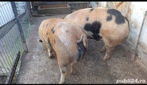 vand porci 100-130kg - imagine 2