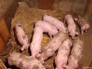 Purcei pietrain 40 kg - imagine 4