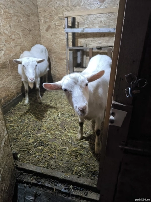 capră saanen - imagine 4