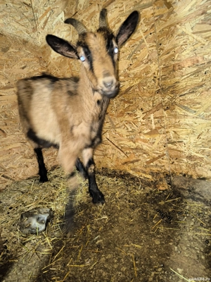 capră saanen - imagine 5