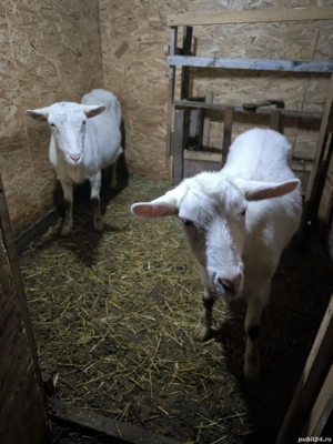 capră saanen - imagine 2