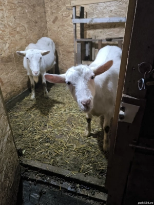 capră saanen - imagine 3