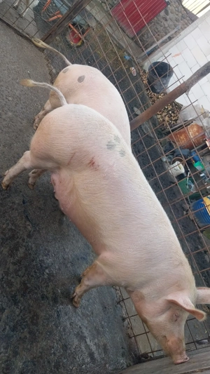 Porc si purcea de vanzare! - imagine 5