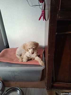 Băieți poodle-caniche, apricot si roșcat 