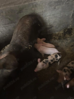 Vând purcei cu tot cu scroafe una cu 7 purcei și una cu 11 purcei au o săptămână și scroafele au 150 - imagine 3