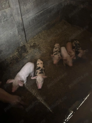 Vând purcei cu tot cu scroafe una cu 7 purcei și una cu 11 purcei au o săptămână și scroafele au 150 - imagine 2