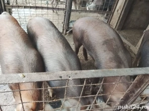 Vand porci Duroc!  - imagine 3
