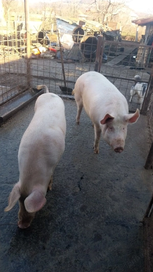 Porc si purcea de vanzare!