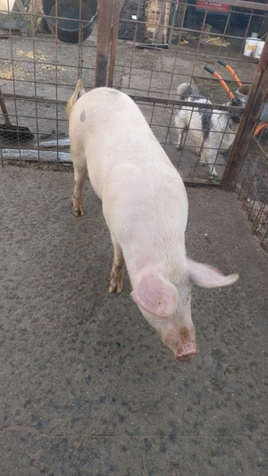 Porc si purcea de vanzare! - imagine 3