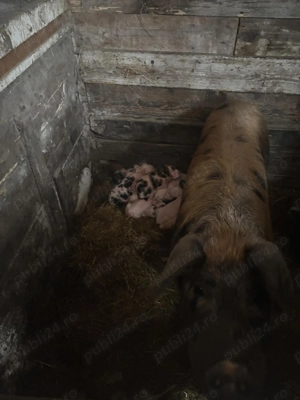 Vând purcei cu tot cu scroafe una cu 7 purcei și una cu 11 purcei au o săptămână și scroafele au 150 - imagine 5