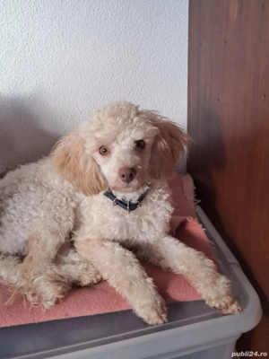 Masculi pudeli toy si piric - imagine 2