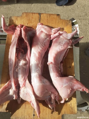 Vând iepuri vii și carcasă 