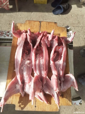 Vând iepuri vii și carcasă  - imagine 3