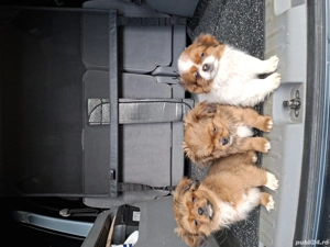 Pechinezi de 12 săptămâni - imagine 4