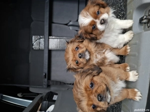 Pechinezi de 12 săptămâni - imagine 2