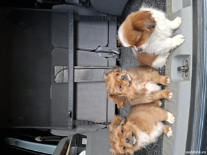 Pechinezi de 12 săptămâni - imagine 3