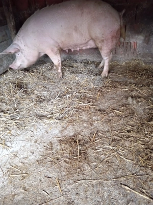 Scroafa grasa  - imagine 2