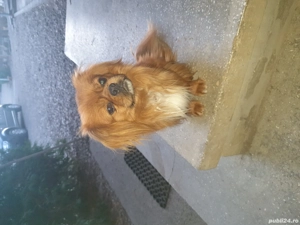 Pechinezi de 12 săptămâni - imagine 5