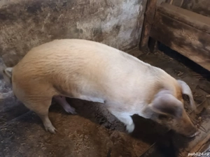 Porc  de gospodărie - imagine 2