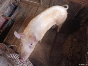 Porc  de gospodărie - imagine 3
