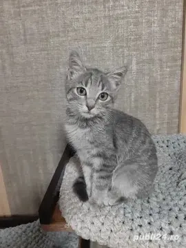 American shorthair,Asigur transport!