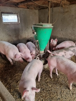 Porc de țară pentru Craciun - imagine 2