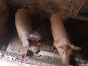 Porc  de gospodărie - imagine 4