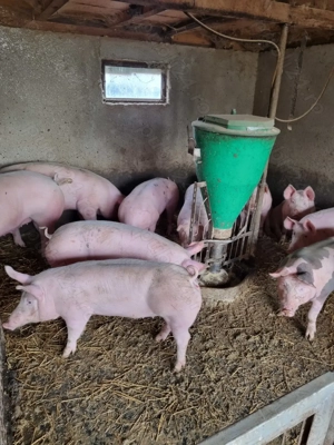 Porc de țară pentru Craciun - imagine 4