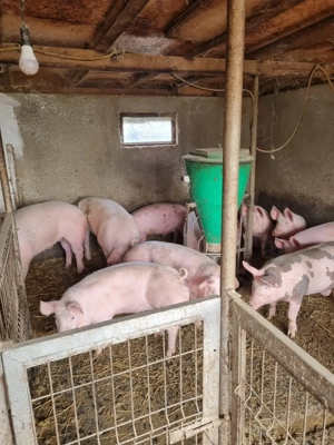 Porc de țară pentru Craciun - imagine 3