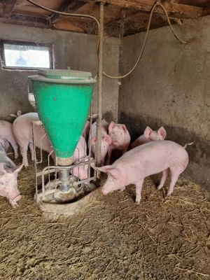 Porc de țară pentru Craciun - imagine 5