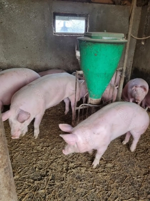 Porc de țară pentru Craciun - imagine 7