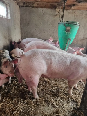 Porc de țară pentru Craciun - imagine 8