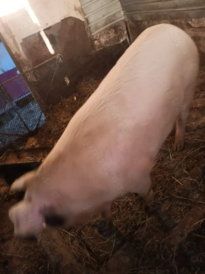 Vând porc pentru masa de Crăciun 