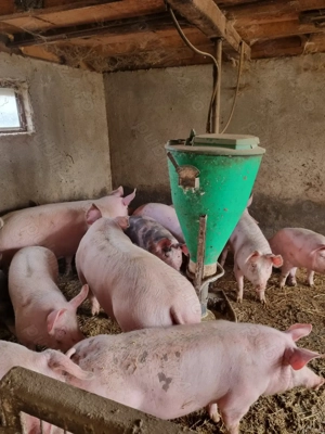 Porc de țară pentru Craciun - imagine 10