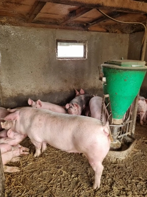 Porc de țară pentru Craciun