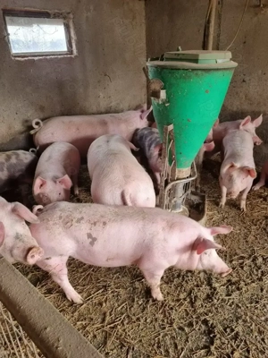 Porc de țară pentru Craciun - imagine 9