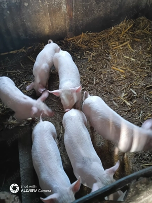 Purcei 500 lei și iepuri 