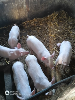 Purcei 500 lei și iepuri  - imagine 2