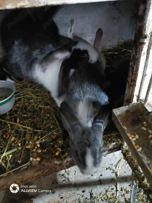 Purcei 500 lei și iepuri  - imagine 4