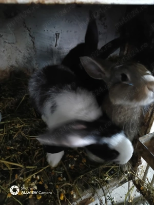 Purcei 500 lei și iepuri  - imagine 5