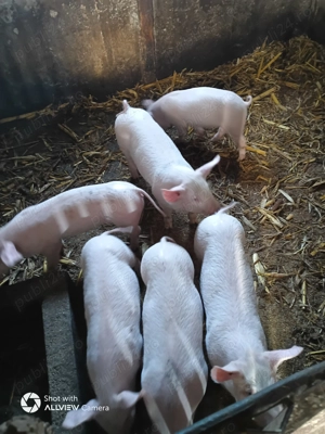 Purcei 500 lei și iepuri  - imagine 3